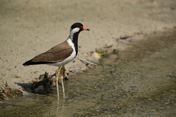 Red-wattled lapwing at Adhari, Bahrain