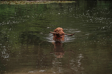 Water games at the lake with a Magyar Vizsla wirehair .