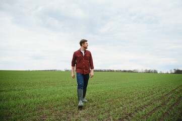 A young farmer inspects the quality of wheat sprouts in the field. The concept of agriculture