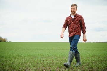 A young farmer inspects the quality of wheat sprouts in the field. The concept of agriculture