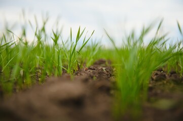 Fototapeta premium Sprouts of young barley or wheat that have just sprouted in the soil, dawn over a field with crops.