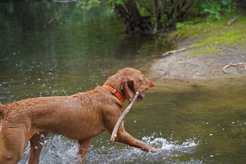 Water games at the lake with a Magyar Vizsla wirehair .