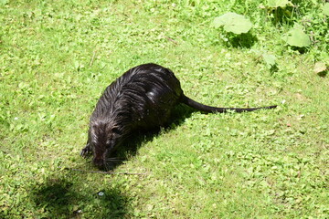 Nutria im Gras