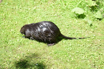 Nutria im Gras