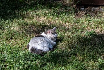 Naklejka na ściany i meble bicolor cat lies on green grass and flies in the sun