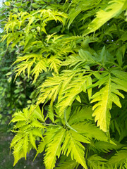 Vibrant light green Sambucus racemosa 'Sutherland Gold' also known as red elderberry and...