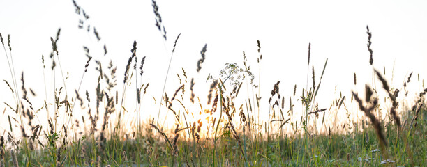 Blurred background image of meadow grass at sunset in summer with low angle shot.