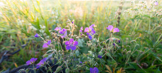 Naklejka premium Meadow geranium close up on sunset sunlit meadow. Local nature beauty. Banner. Soft focus.