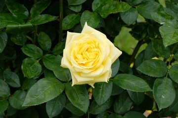 Fototapeta premium Landora rose in full blooming