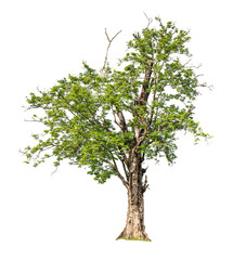 Obraz premium Big tree isolated on a white background.