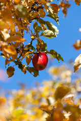 Red ripe almaty apple in golden autumn. Harvest time.