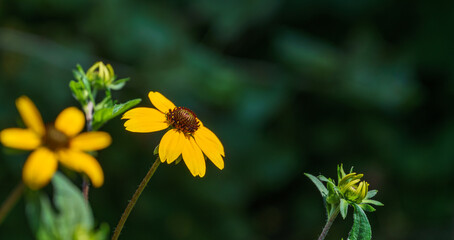 Yellow flowers Rudbeckia triloba or Brown-eyed Susan, three-lobed or thin-leaf coneflower in sunny garden on blurred dark background. Soft selective close-up focus. Place for your text