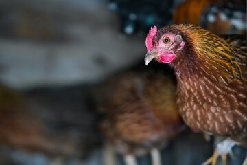 Small brown bantam chicken hen with bright red comb, closeup detail from henhouse, space for text - blurred background - left side