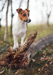 Small Jack Russell terrier dog in forest, standing on fallen tree, looking to side, closeup detail