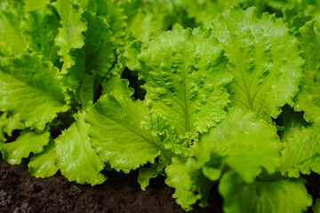 Lettuce leaves grow in the ground. Agriculture