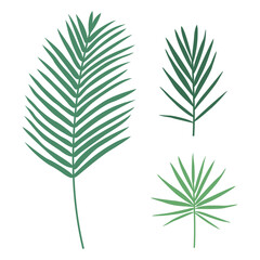 Set of green flat palm leaves