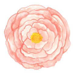 Pink peony flower watercolor bouquer for decoration on Valentine and wedding event.