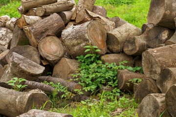 巻きにするために乾燥させている丸太