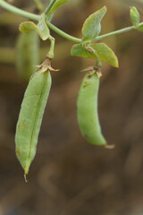 ふっくらと実が膨んだエンドウ