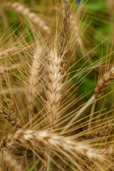 収穫を待つだけの麦の穂
