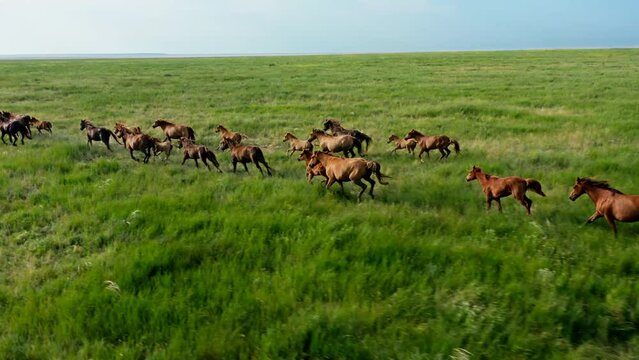 Wild Horses Running, Wild mustangs run on the beautiful green grass, Dust from under the hooves. Herd of horses, mustangs running on steppes aerial view. 4K 10 bit color video