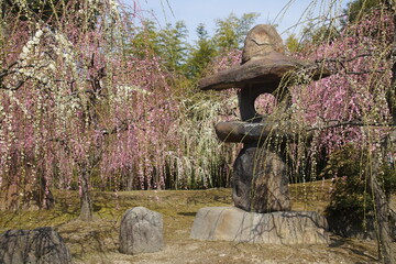 京都の城南宮の石灯籠と紅白のしだれ梅