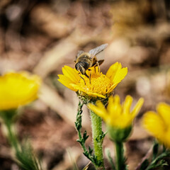 Bee Honey canon 6d 