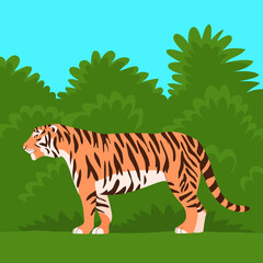 Fototapeta na wymiar Bengal or Amur tiger. Big wild cat. Strong animal predator. Striped orange skin. Fauna and zoo. Flat vector illustration. Green jungle. Wildlife background
