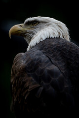 portrait of a eagle