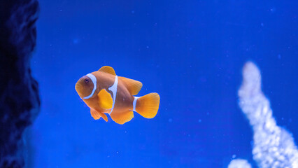 Colorful reef fish. Ocellaris clownfish, Amphiprion ocellaris, also known as the false percula clownfish or common clownfish - obrazy, fototapety, plakaty
