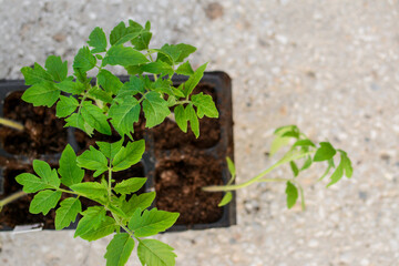 Working in the garden, process of planting tomatoes