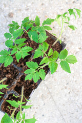 Working in the garden, process of planting tomatoes
