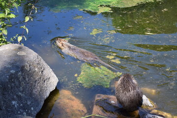 schwimmendes Nutria