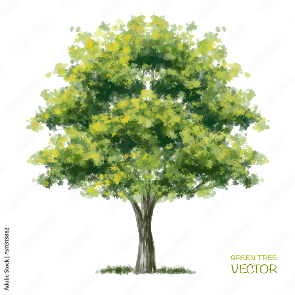 Wall mural vector watercolor of tree side view isolated on white background for landscape and architecture draw