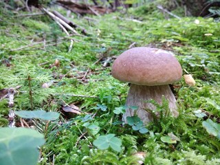 mushroom in the forest