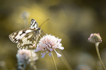 Magnifique papillon butinant une fleur - Beautiful butterfly on a flower