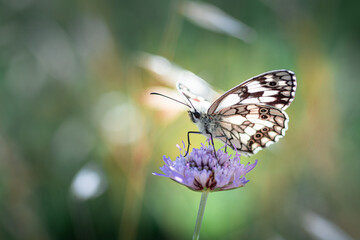 Magnifique papillon butinant une fleur - Beautiful butterfly on a flower
