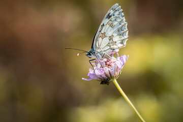 Magnifique papillon butinant une fleur - Beautiful butterfly on a flower