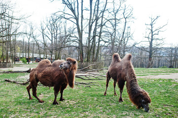 Two camels eat green grass at zoo.