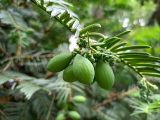 Torreya, evergreen tree with fruit. Evergreen trees with needle-like leaves, the seeds of which are...