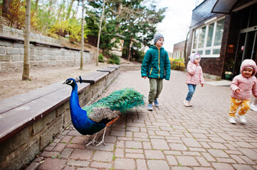 Kids walking with peacock at zoo.