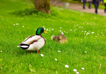 couple Mallard ducks walks on the park on green grass, Anas platyrhynchos