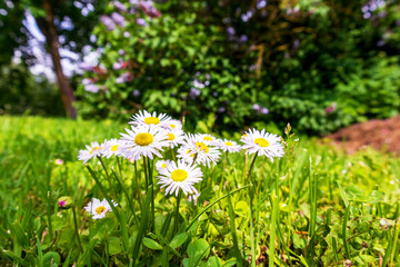 Close up white and pink daisy flower on green background