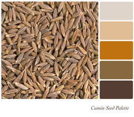 Cumin seed background in a colour palette with complimentary colour swatches. 