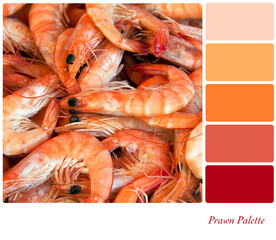 Fresh cooked prawns in a colour palette with complimentary colour swatches. 