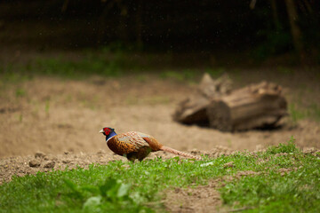 Pheasant walking in the rain
