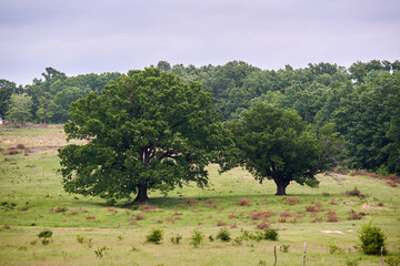 Old oak tree