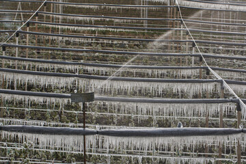 Frozen Apple Trees in Spring after Irrigation during freezing night.