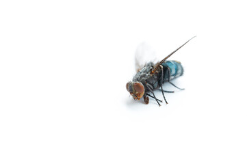 The domestic spit fly (Calliphora vomitoria) is a species of insect in the family Calliphoridae. Strongly pubescent on the back part. Belly blue, metallic shiny - damaged eye and slit back