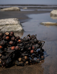 British seaside on a sand beach with rocky background
